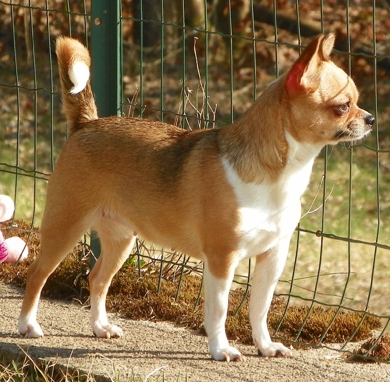 Les Chihuahua de l'affixe de L'Arbre des Batailles