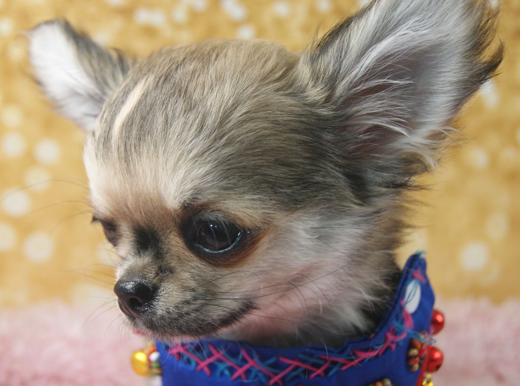 de L'Arbre des Batailles - Chiot disponible  - Chihuahua