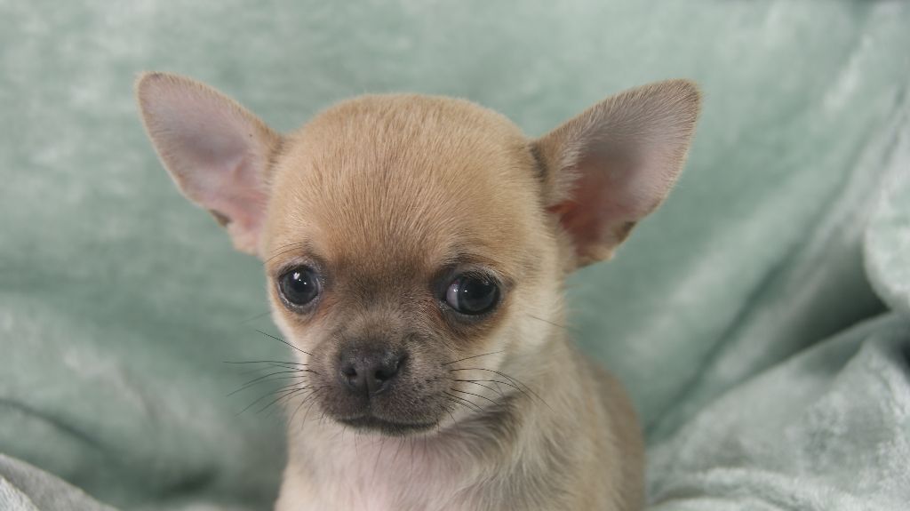chiot Chihuahua de L'Arbre des Batailles