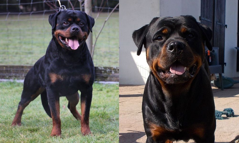 chiot Rottweiler de L'Arbre des Batailles