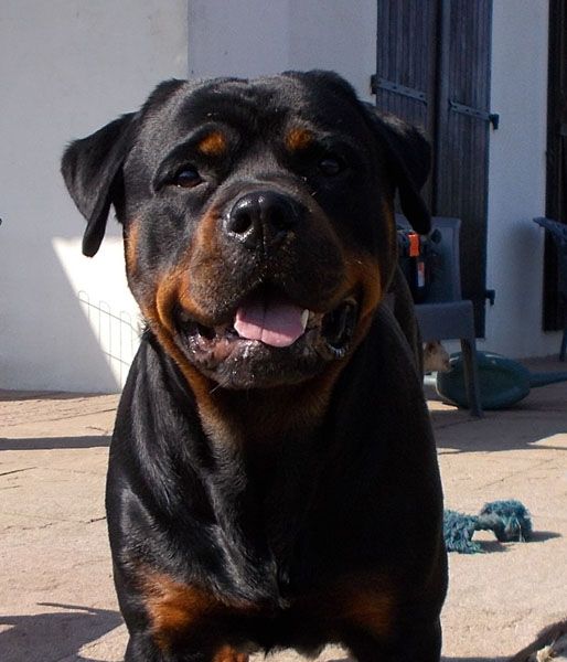 Legende de L'Arbre des Batailles