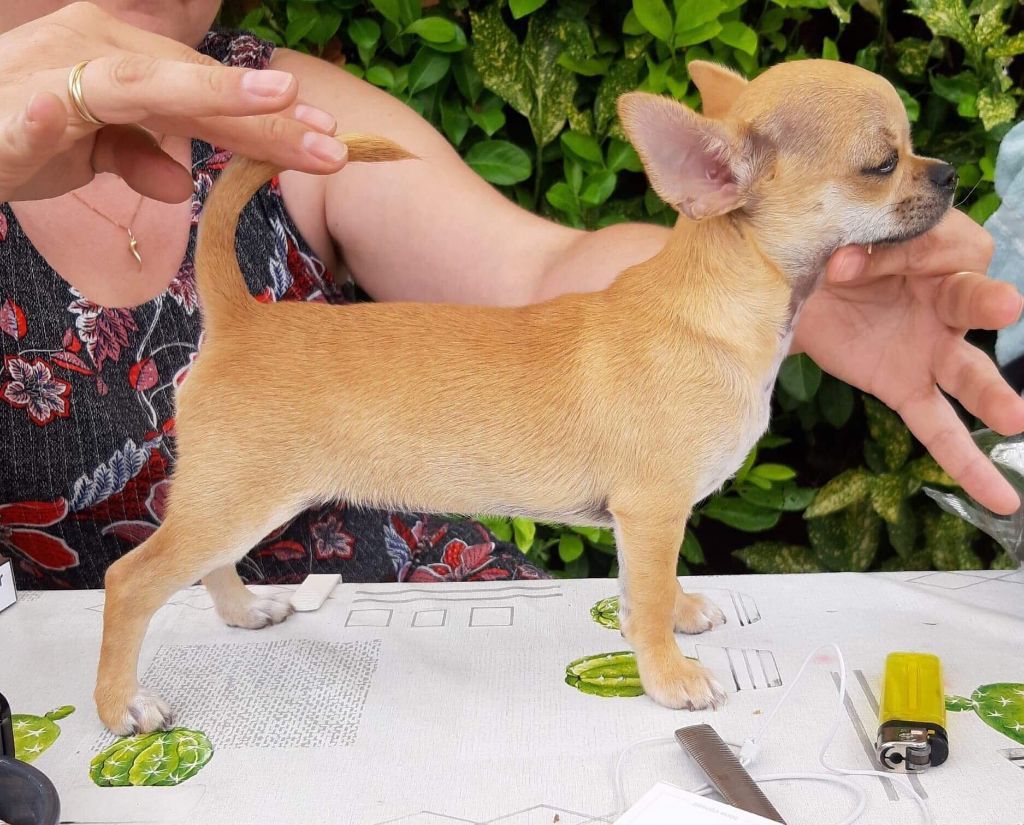 Pink lady de L'Arbre des Batailles