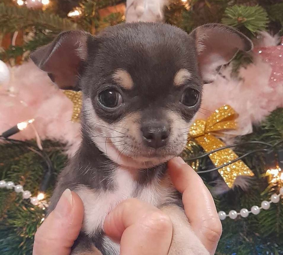 U make me crazy de L'Arbre des Batailles