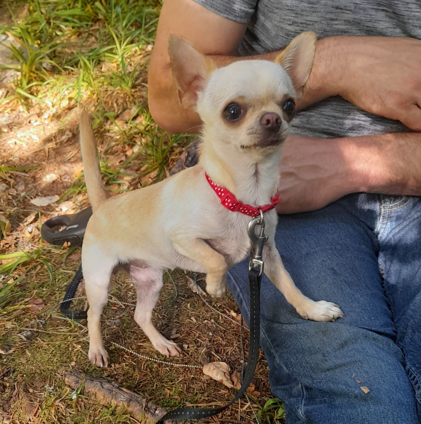 Sugar baby de L'Arbre des Batailles