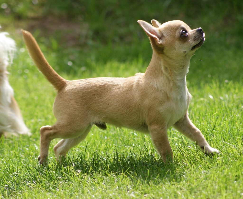 True blood de L'Arbre des Batailles