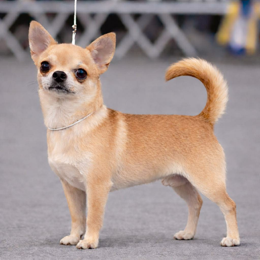 True blood de L'Arbre des Batailles