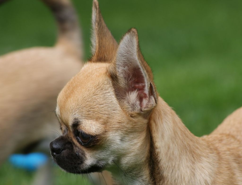 Chiot Chihuahua de L'Arbre des Batailles