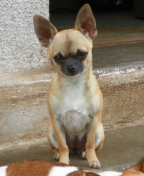 Chiot Chihuahua de L'Arbre des Batailles