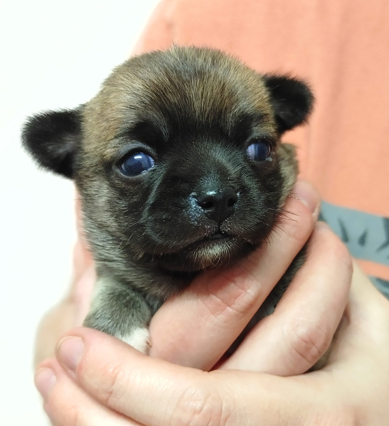 de L'Arbre des Batailles - Chiots disponibles - Chihuahua