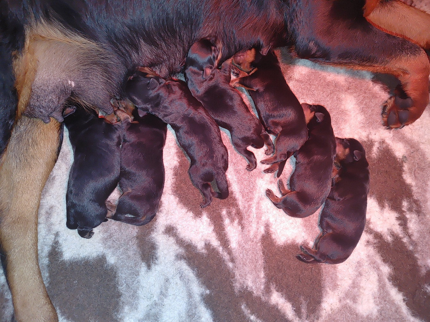 de L'Arbre des Batailles - Rottweiler - Portée née le 01/03/2026