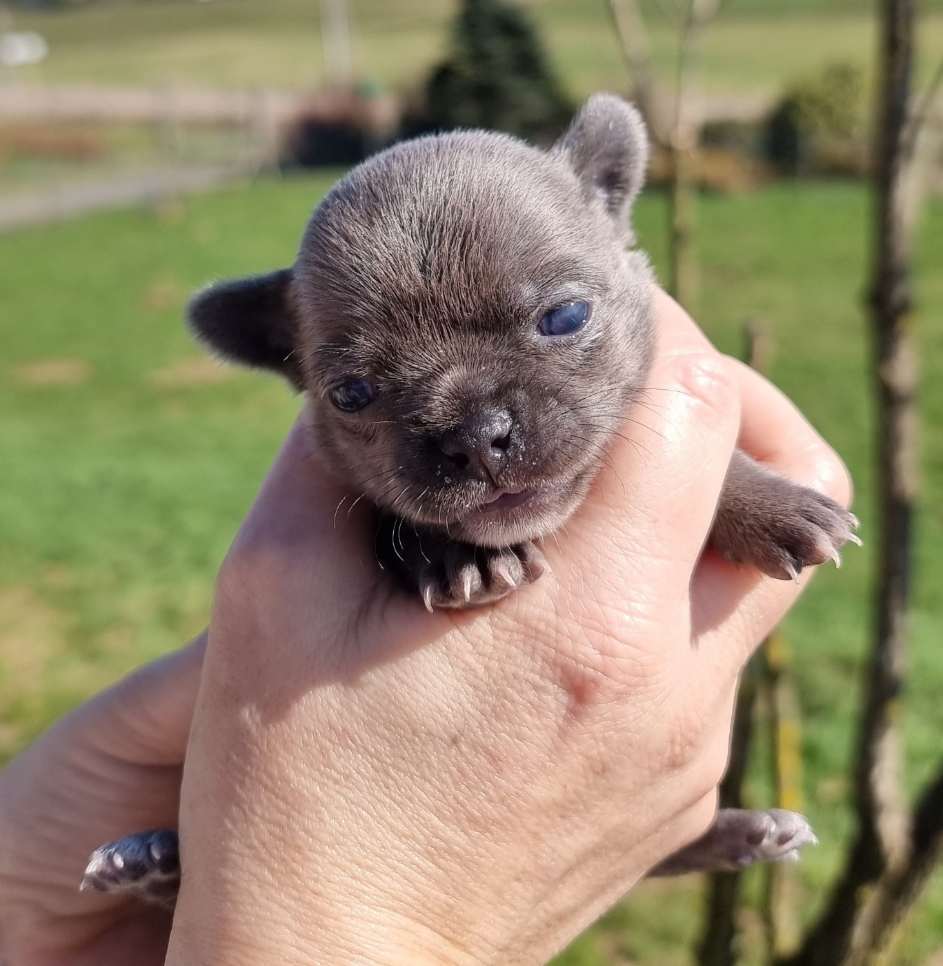 de L'Arbre des Batailles - Chiots disponibles - Chihuahua