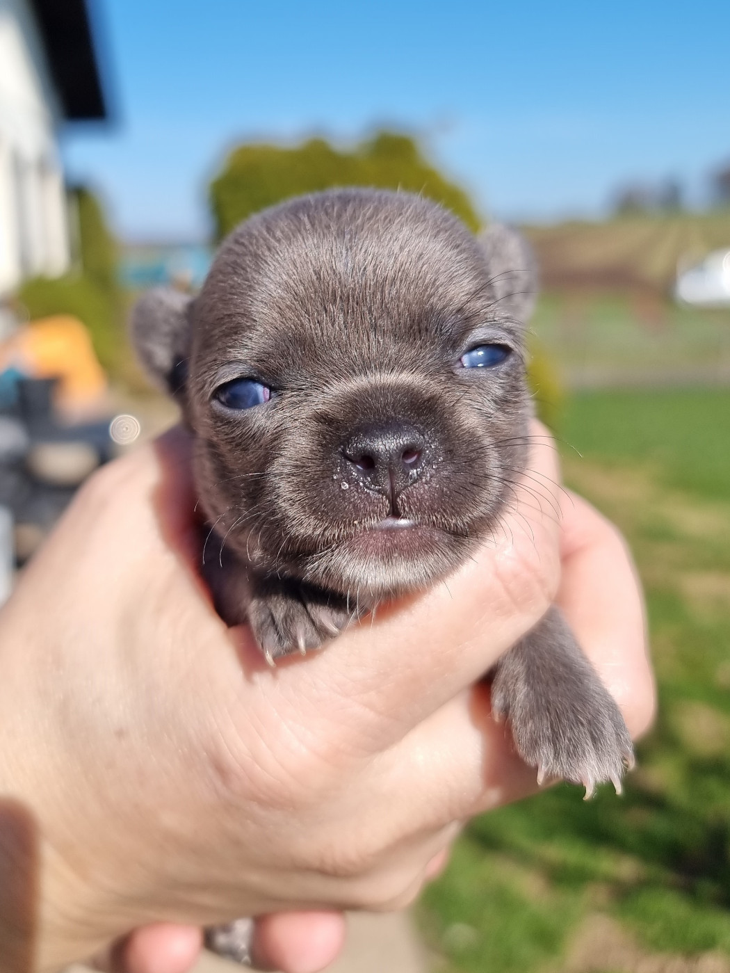 Chiot Chihuahua de L'Arbre des Batailles