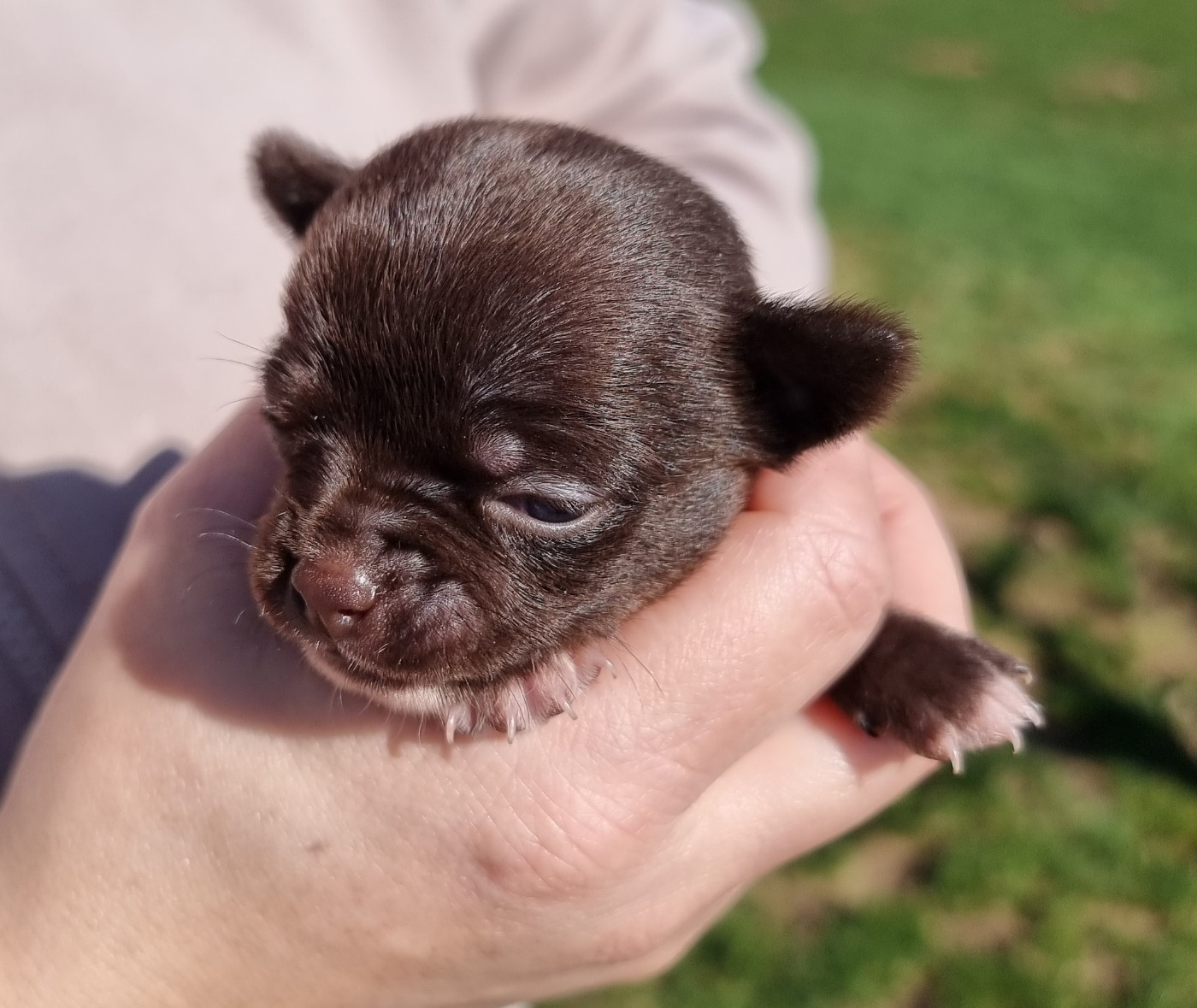 de L'Arbre des Batailles - Chiots disponibles - Chihuahua