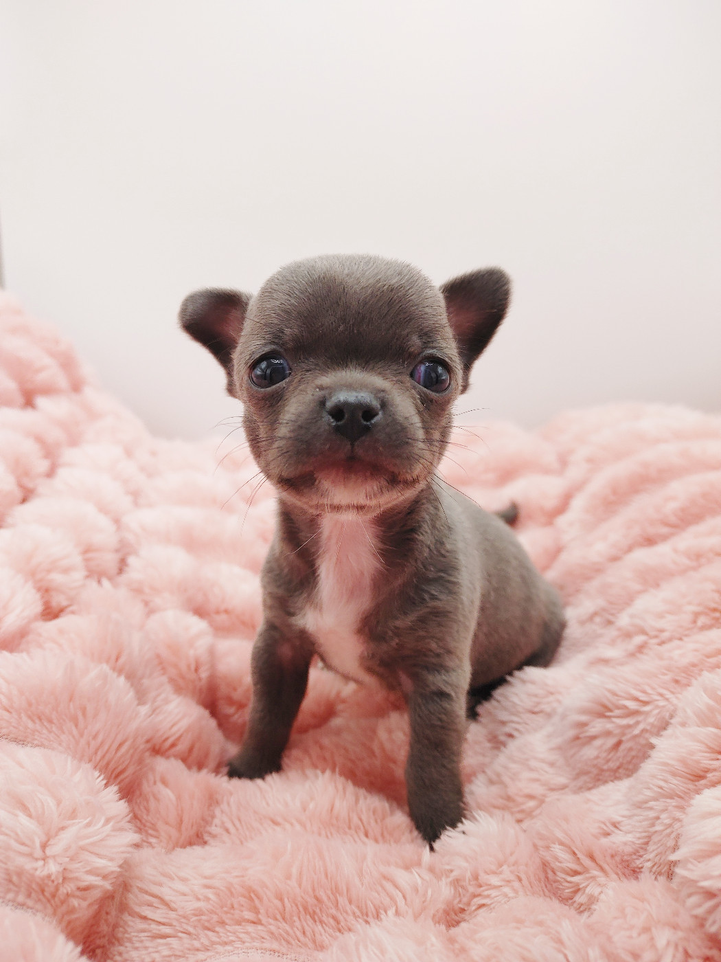 de L'Arbre des Batailles - Chiots disponibles - Chihuahua