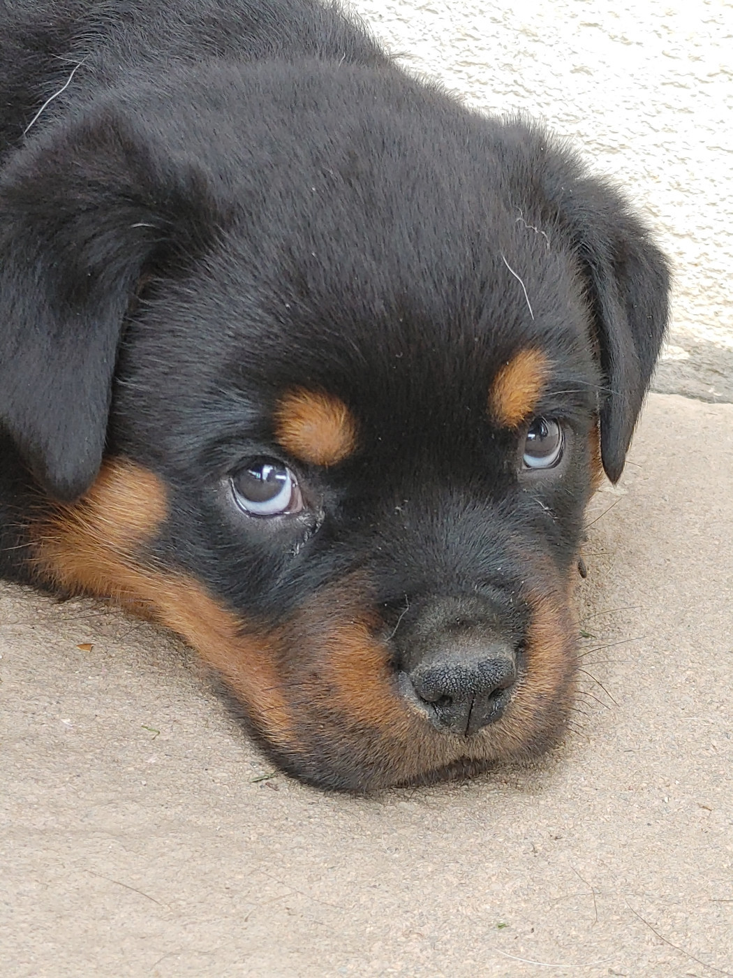 Chiot Rottweiler de L'Arbre des Batailles