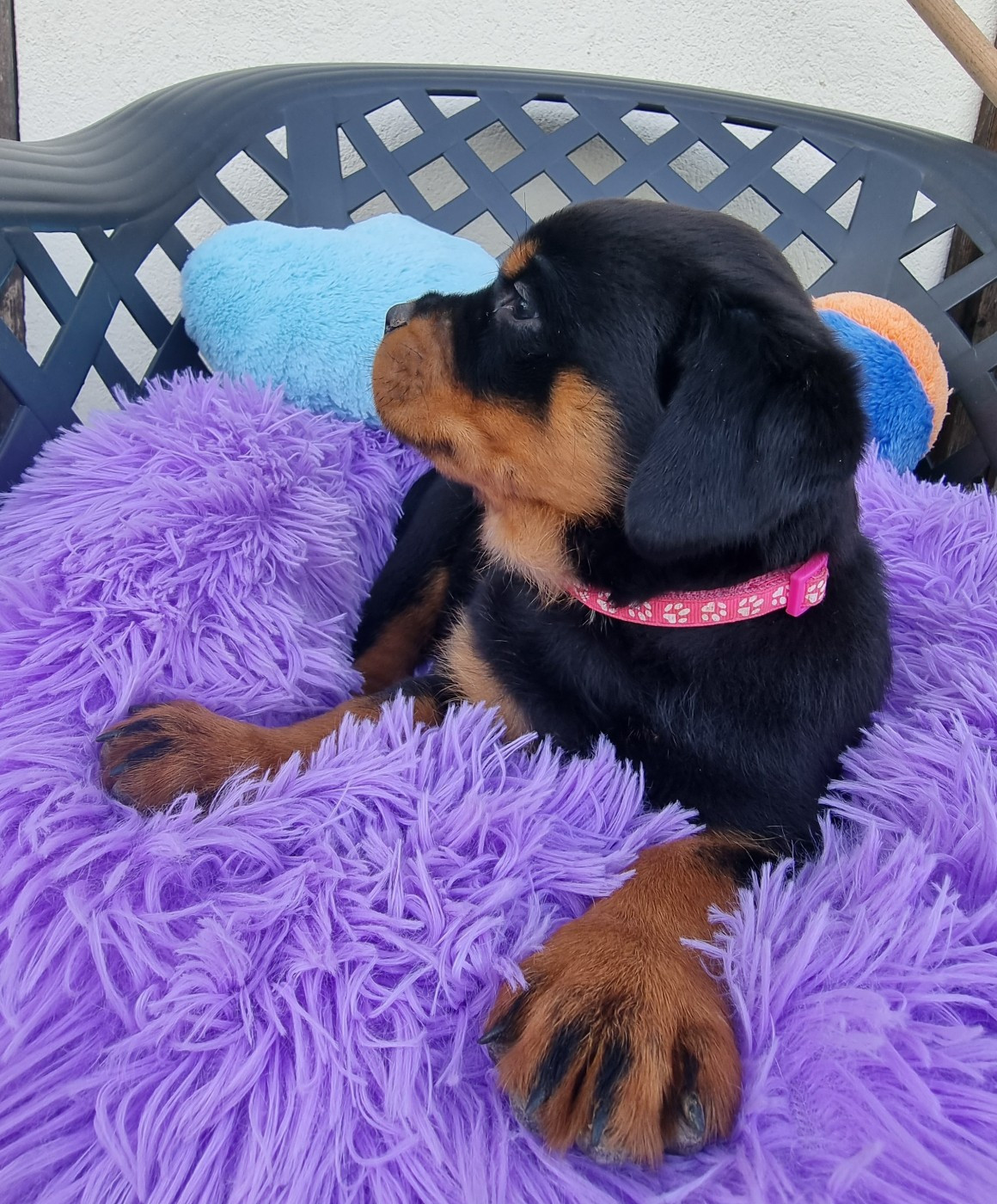 de L'Arbre des Batailles - Chiots disponibles - Rottweiler