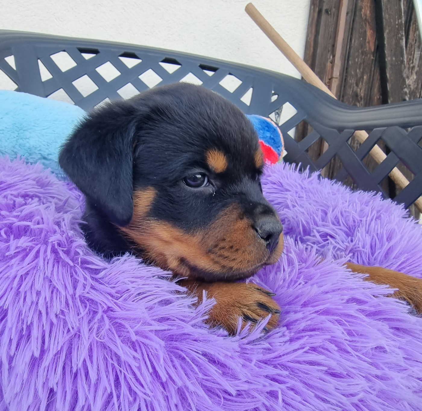de L'Arbre des Batailles - Chiots disponibles - Rottweiler