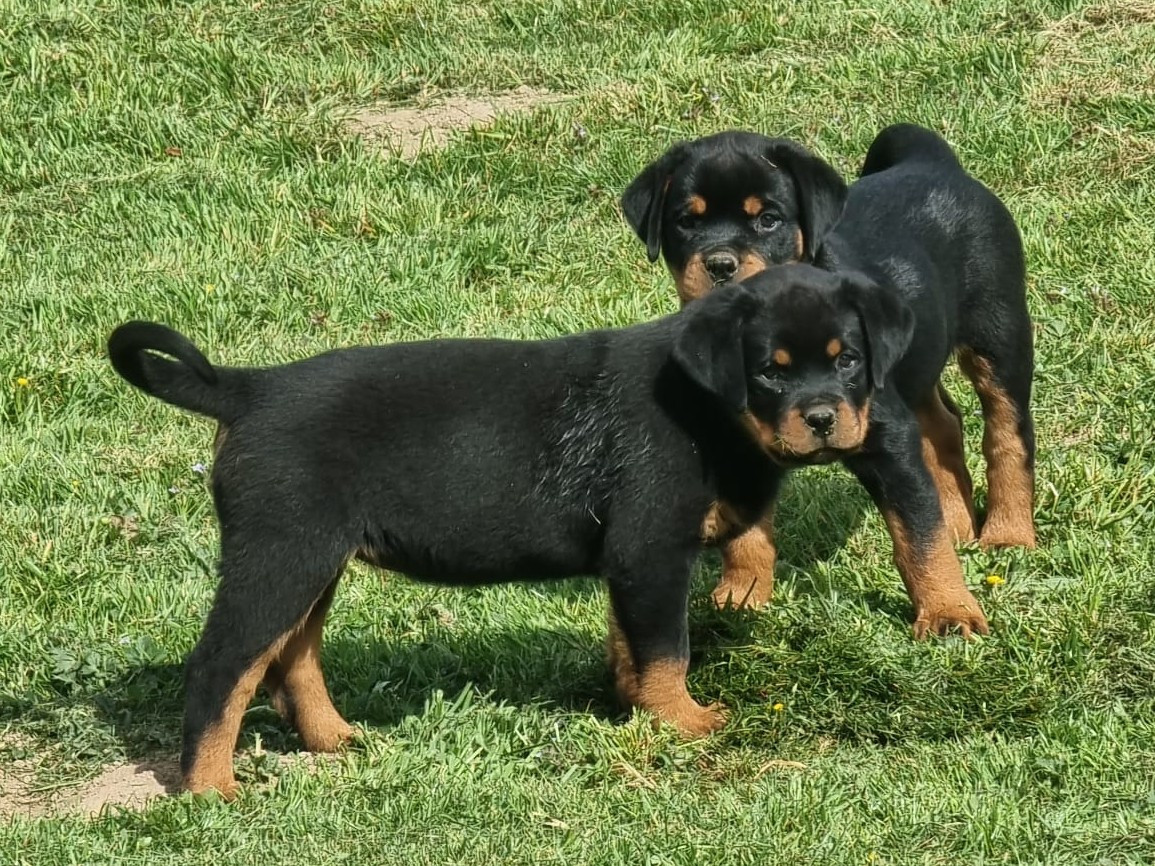 de L'Arbre des Batailles - Chiots disponibles - Rottweiler