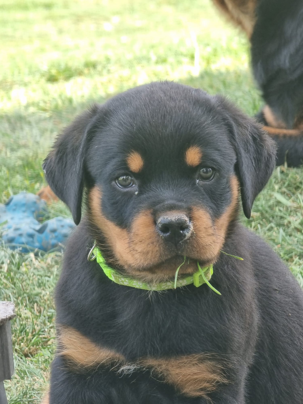 de L'Arbre des Batailles - Chiots disponibles - Rottweiler