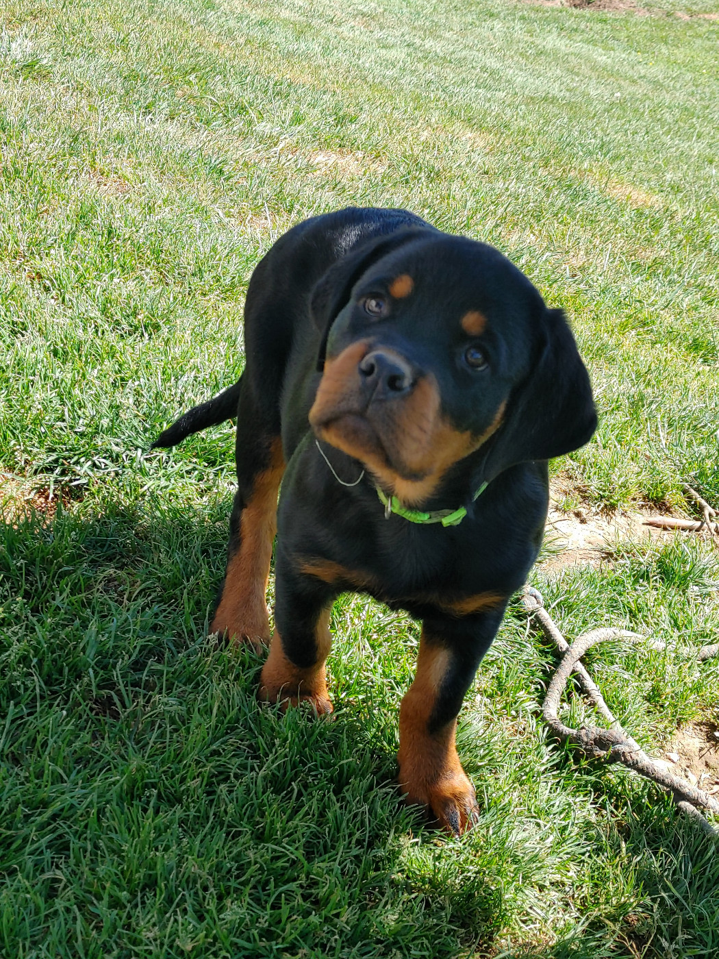 de L'Arbre des Batailles - Chiots disponibles - Rottweiler