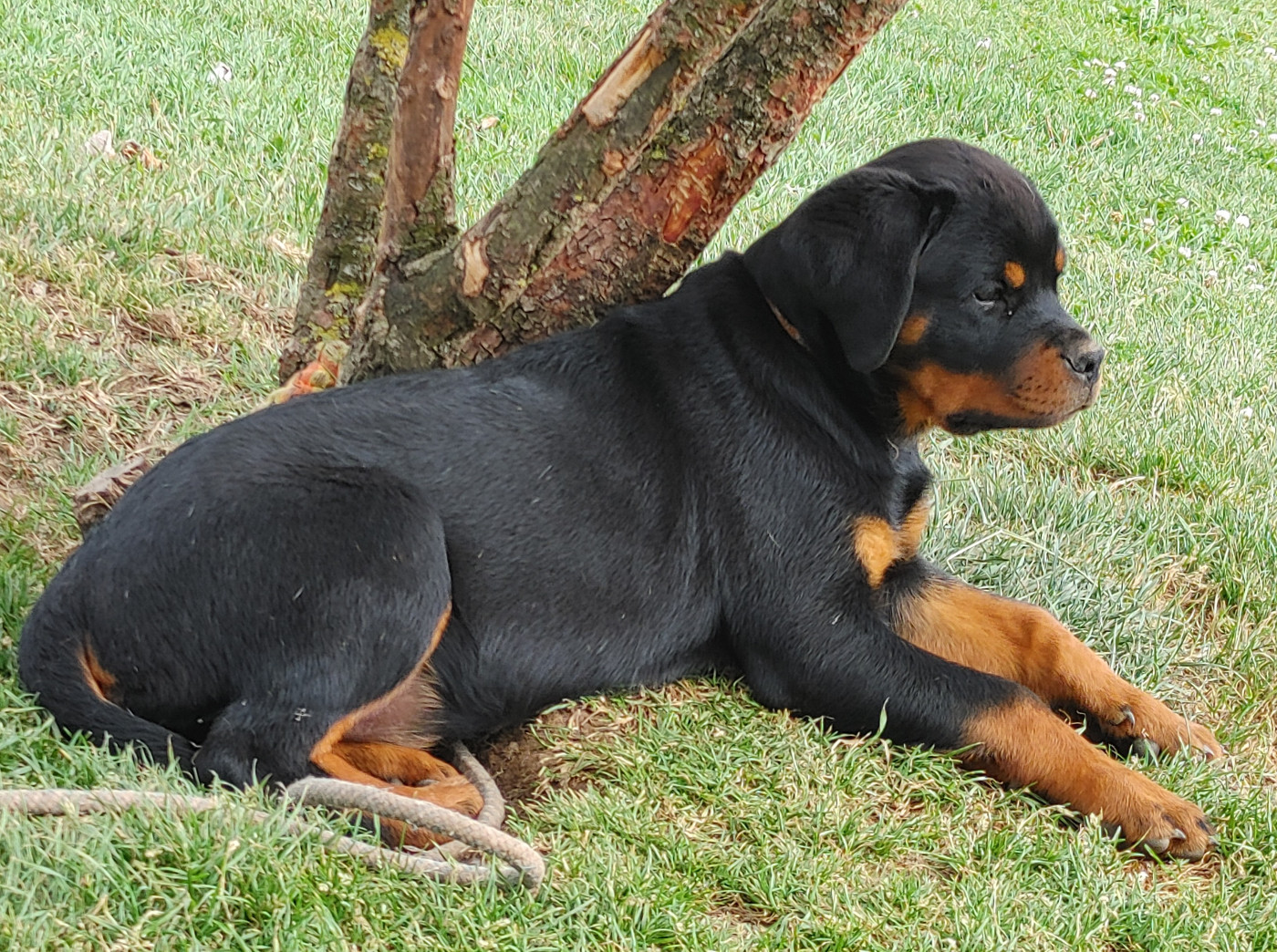 de L'Arbre des Batailles - Chiots disponibles - Rottweiler