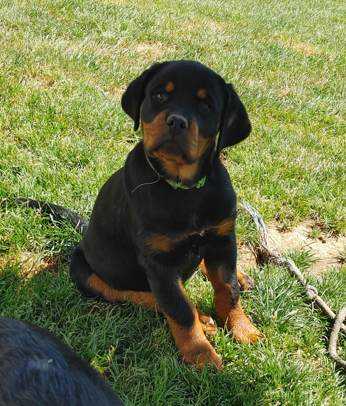 Chiot Rottweiler de L'Arbre des Batailles