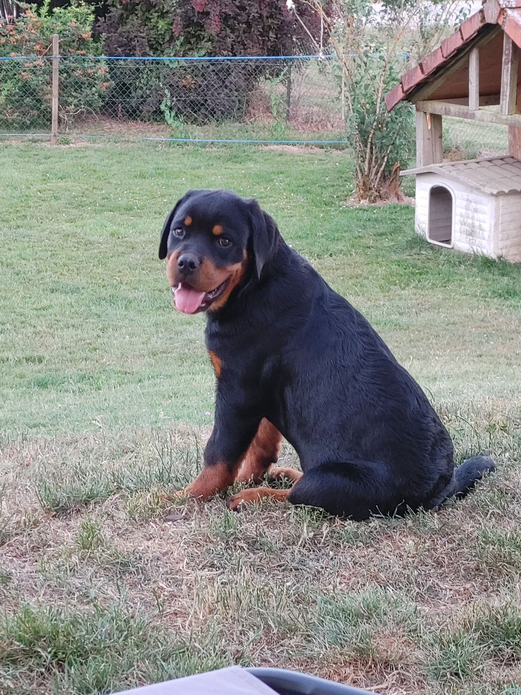 de L'Arbre des Batailles - Chiots disponibles - Rottweiler