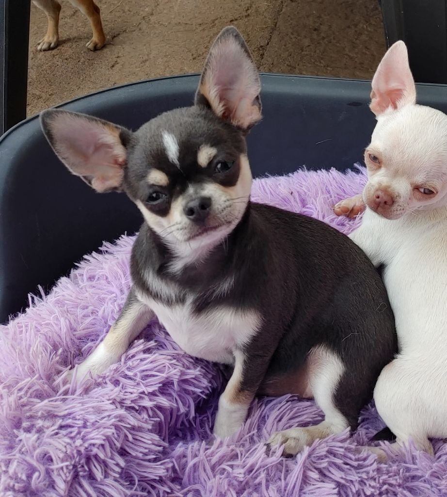 de L'Arbre des Batailles - Chiots disponibles - Chihuahua