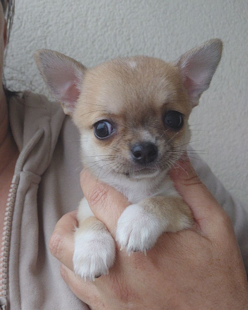 de L'Arbre des Batailles - Chiots disponibles - Chihuahua