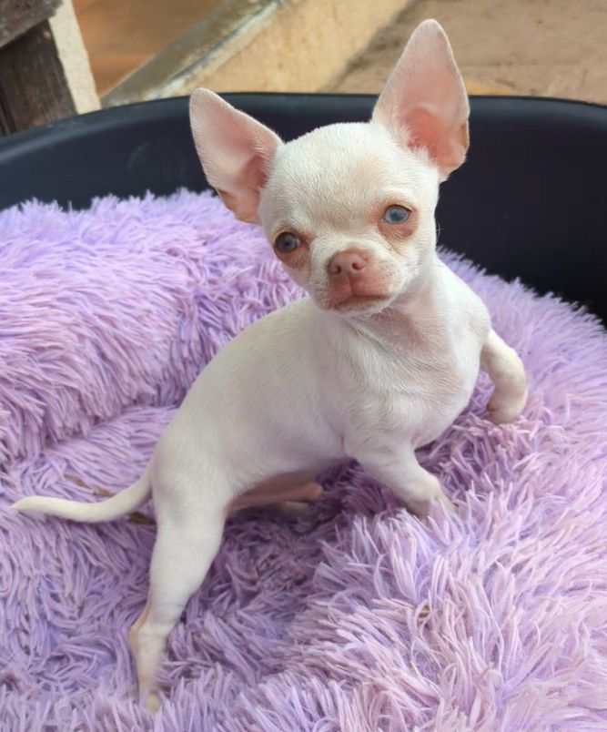Chiot Chihuahua de L'Arbre des Batailles