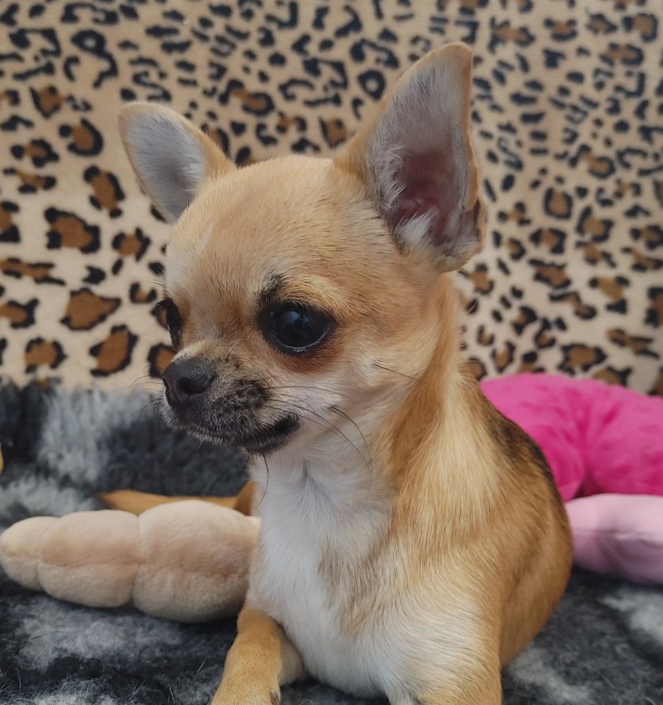 Chiot Chihuahua de L'Arbre des Batailles