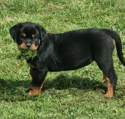 BELLA