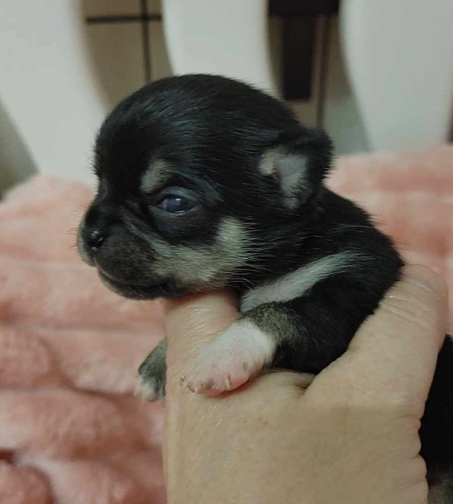 Chiot Chihuahua de L'Arbre des Batailles