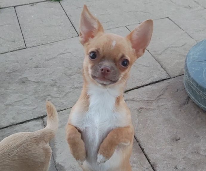 Chiot Chihuahua de L'Arbre des Batailles