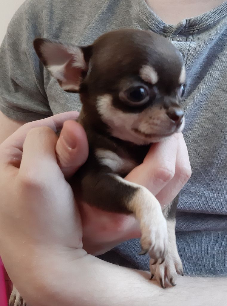 Chiot Chihuahua de L'Arbre des Batailles