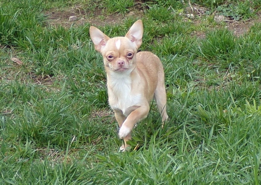 Chiot Chihuahua de L'Arbre des Batailles