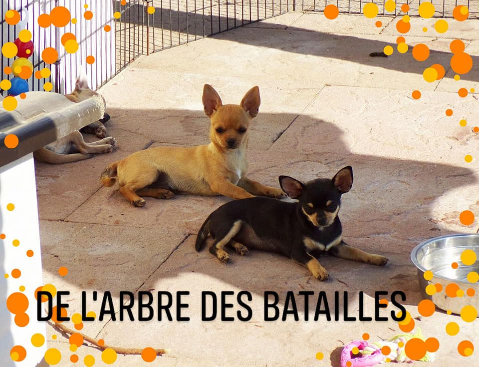 Chiot Chihuahua de L'Arbre des Batailles