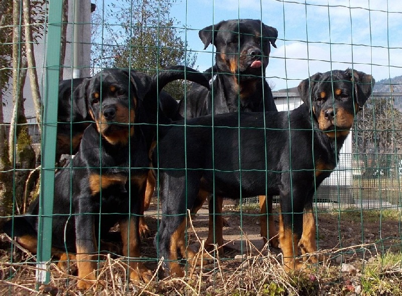 Chiot Rottweiler de L'Arbre des Batailles