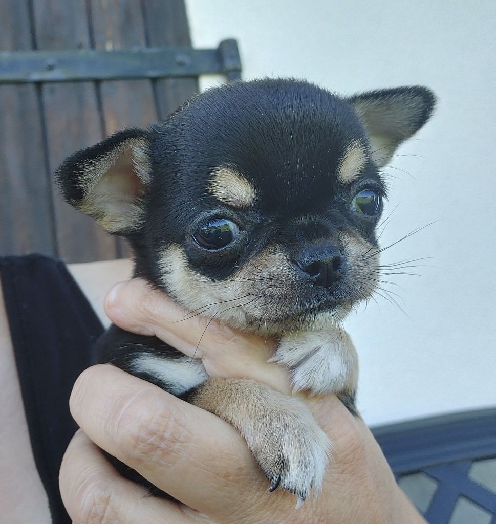 Chiot Chihuahua de L'Arbre des Batailles