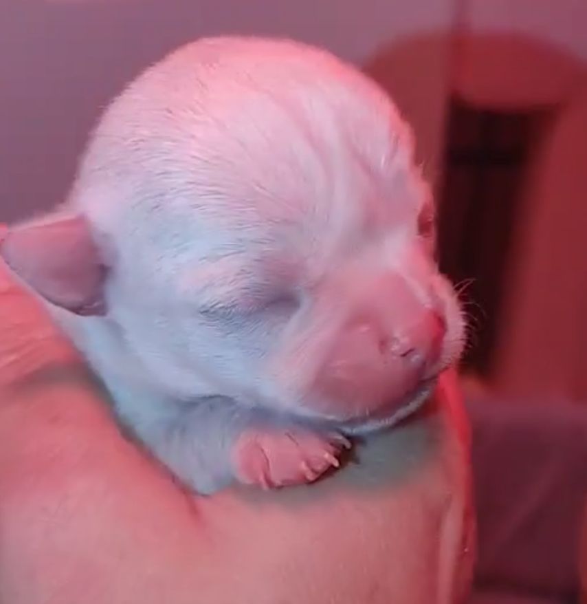 Chiot Chihuahua de L'Arbre des Batailles