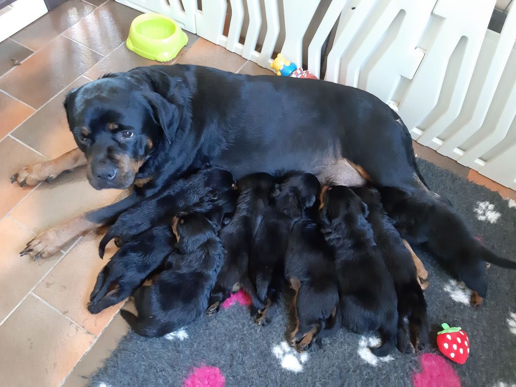 Chiot Rottweiler de L'Arbre des Batailles